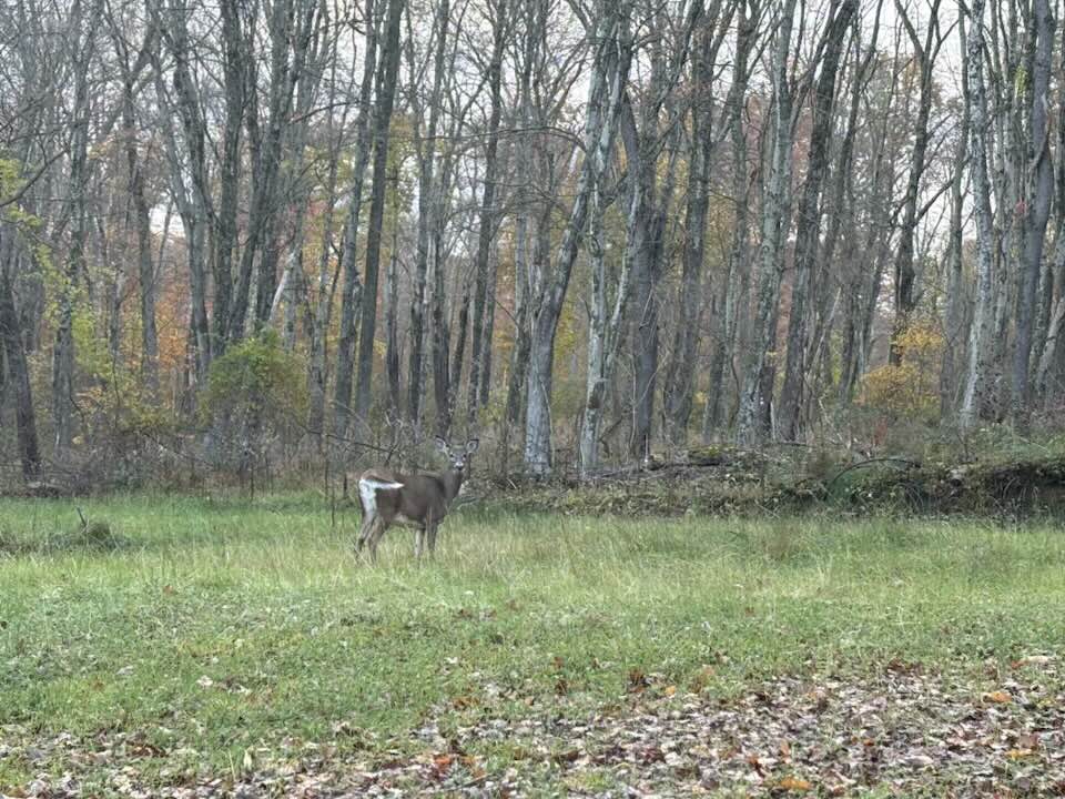 64 Whippoorwill Hollow Rd. Franklin: Farm / Luxury Home / Affordable Housing